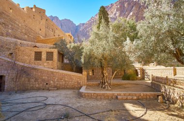 St Catherine Manastırı, Sinai, Mısır'ın en önemli yerlerinden duvarları eski zeytin ağaçları.