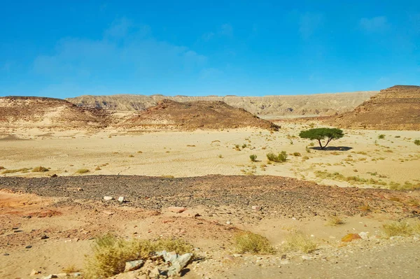 Der Einsame Akazienbaum Wächst Einem Sandigen Tal Der Sinai Wüste — Stockfoto