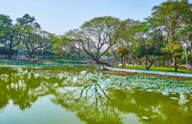 Lakeside Kandawgyi Park su yüzey, Bahan İlçesi, Yangon, Myanmar üzerinde yayılan ağaç, sulu çim ve lotus bitkiler manzaralarına sahiptir.