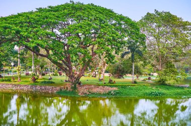 Kandawgyi Doğa Parkı manzaralı akasya leucophloea (htanaung) ağacı, Bahan İlçesi, Yangon, Myanmar yaymak üzerinde bir gölün içinde piknik keyfini çıkarın.
