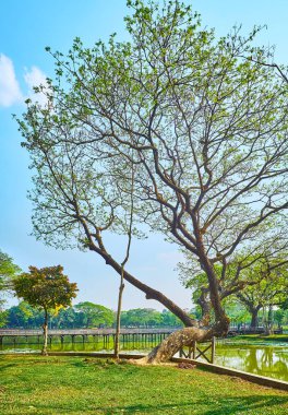 Kandawgyi Park, bir büyük şehir göller, gür yeşilliklerle, Yangon, Myanmar çevrili ünlü tembel yürüyüş zevk.