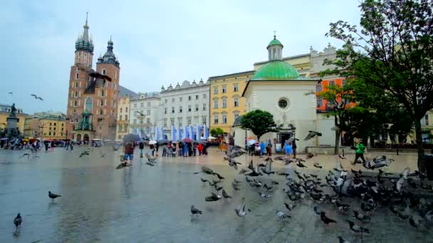 Krakow Polonia Giugno 2018 Gregge Piccioni Sorvola Piovosa Piazza Del — Video Stock