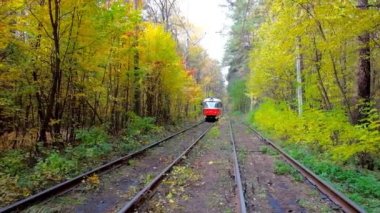 Visit beautiful autumn forest of Pushcha-Vodytsia spa resort and watch the vintage trams, driving in corridor among the lush trees with bright yellow leaves, Kyiv, Ukraine.