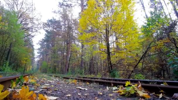 Velho Eléctrico Vermelho Dirige Longo Floresta Outono Amarelo Pushcha Voditsa — Vídeo de Stock