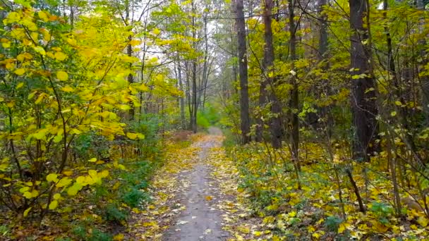 秋天的森林场景与狭窄的小径在茂密的树木中 明亮的颜色慢慢变成黑色和白色 — 图库视频影像