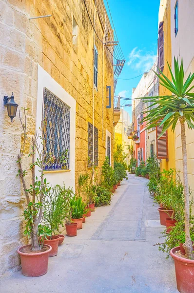 Estrecha Calle Casco Antiguo Naxxar Con Líneas Plantas Macetas Malta — Foto de Stock