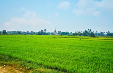 Parlak yeşil paddy alan genç bitkiler ile eski altın stupa arka plan, Ava (Inwa), Myanmar.