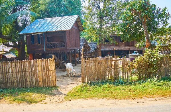 Çit Ava Inwa Myanmar Arkasındaki Bahçede Otlayan Yerel Çiftçi Ile — Stok fotoğraf