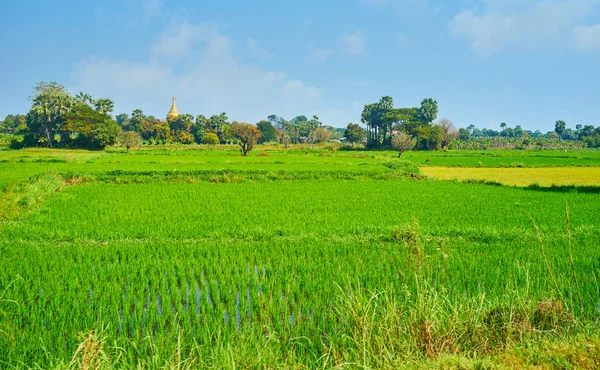 Lahan Padi Hijau Yang Berair Tersebar Luas Wilayah Kota Kuno — Stok Foto