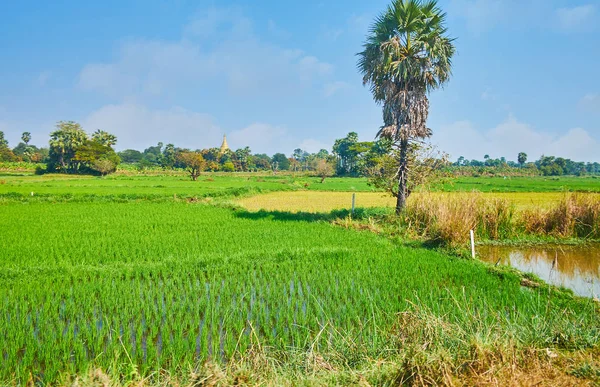 Pohon Palem Yang Tinggi Tumbuh Antara Sawah Padang Rumput Dan — Stok Foto