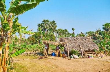 Ava, Myanmar - 21 Şubat 2018: Yaşlı çiftçinin gecekondu günü 21 Şubat Ava muz gruptaki yeşil avuç içi arasında.