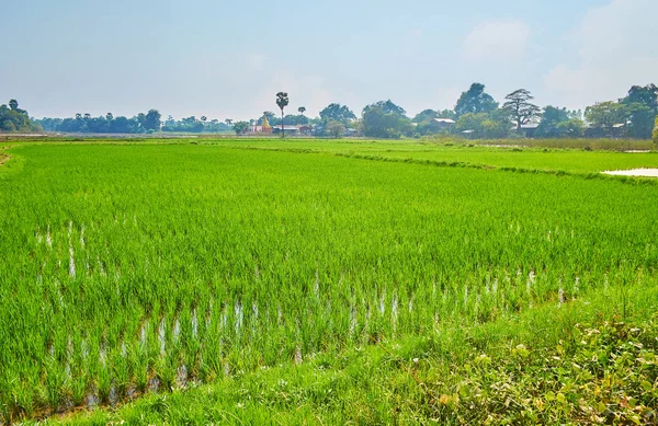 Lanskap Dataran Ava Lahan Pertanian Berair Hijau Sawah Bidang Dikelilingi — Stok Foto