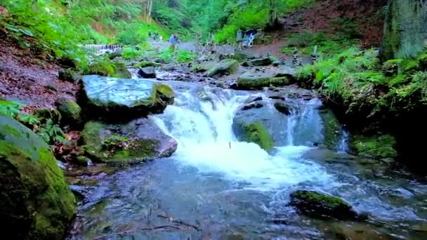 Pylypets Górskiej Rzeki Biegnie Przez Rapids Głazy Głębokim Lesie Wołowiec — Wideo stockowe