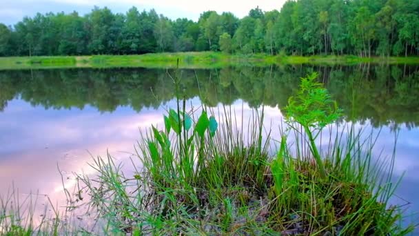 Desfrute Cénico Céu Pôr Sol Refletido Nas Águas Lago Florestal — Vídeo de Stock