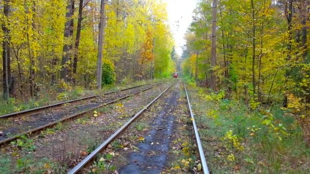 Насолоджуйтесь Ледачих Прогулянки Пущі Водиці Клімат Курорту Знаменита Tramline Простягнулася — стокове відео