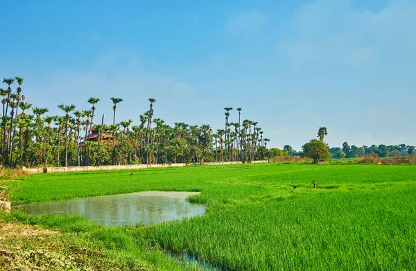 Kunjungi Ava Dan Nikmati Keindahan Alam Tropiknya Tanah Pertanian Dan — Stok Foto