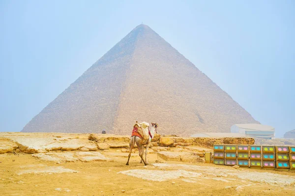 Eenzame Kameel Staat Verlichtingsapparatuur Voor Nacht Toon Piramide Van Khufu — Stockfoto