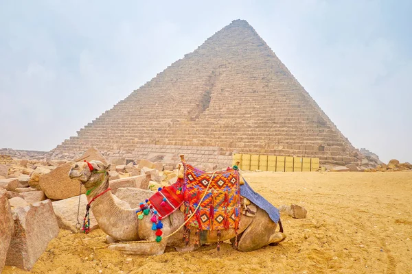 Καμήλα Κάθεται Στην Άμμο Δίπλα Της Αρχαίας Πυραμίδας Του Μυκερίνου — Φωτογραφία Αρχείου