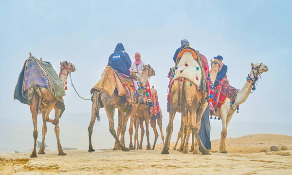 Gíza Egypt Prosince 2017 Horké Diskuse Mezi Cameleers Nekropole Gíze — Stock fotografie