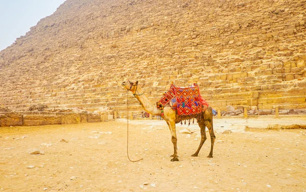 Joven Camello Arnés Está Lado Otros Camellos Camaleones Durante Descanso — Foto de Stock