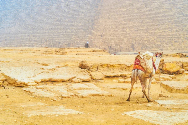 Mladá Velbloud Tradiční Beduínské Postroje Stojí Vedle Pyramidy Gíze Egypt — Stock fotografie