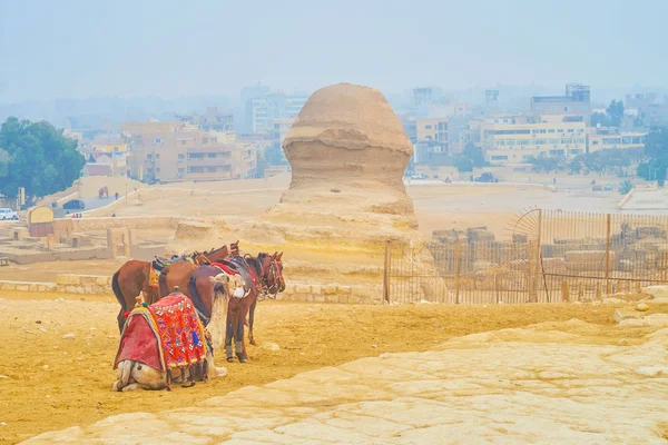 ギザ考古学ゾーン エジプトに観光客の乗馬のための動物の小さなグループがかかっています — ストック写真