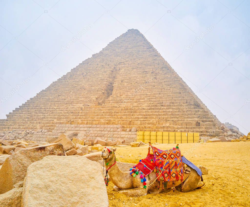 The harnessed camel with saddle in traditional bedouin style lies at the stone ruins next to the Giza pyramid, Egypt