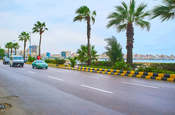 Aleksandria Egipt Grudnia 2018 Bujny Wysokie Palmy Rosną Alei Corniche — Zdjęcie stockowe