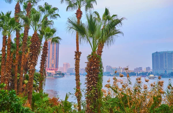 Lush Palm Garden Giza Riverside Neighborhood Hides Modern Architecture Gezira — Stock Photo, Image