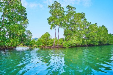 Kangy Nehri, Chaung Tha, Myanmar banka boyunca büyük pervane kökleri sistemiyle yemyeşil kırmızı mangrov orman.
