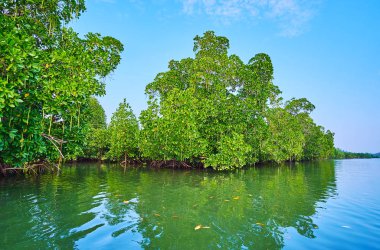 Kangy Nehri, Chaung Tha, Myanmar üzerinde kırmızı mangrov ormanın hattı boyunca keyifli tekne turu.