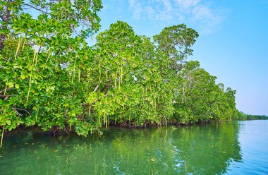 Kangy Nehri, Kano üzerinde Chaung Tha turistik köy, Myanmar Seyahat üzerinde kırmızı mangrov bitkilerin orman keşfetmek.