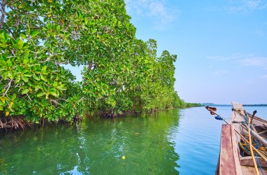 Kırmızı mangrov orman Chaung Tha turistik köy, Myanmar, Kangy Nehri üzerinde benzersiz ekosistemi gözlemlemek.