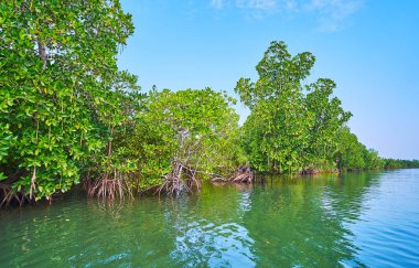 Kangy Nehri'Bengal Körfezi tuzlu suları kırmızı mangrov ormanları, Chaung Tha, Myanmar için ev.