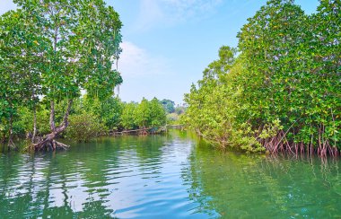 Kırmızı mangrov Orman formları dar su koridorları ve kıvrımlı yolları arasında yemyeşil bitkiler ve karışık pervane kökleri, Kangy Nehri, Chaung Tha, Myanmar.