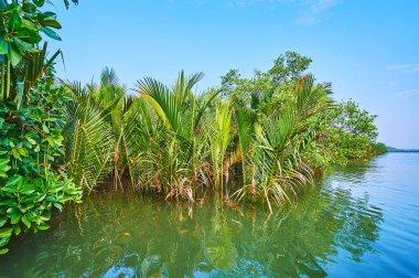 Doğal nipa avuç içi arasında kırmızı mangrov ormanın Kangy Nehri üzerinde büyümeye ve tatil köyleri ziyaret Bengal Körfezi, Chaung Tha, Myanmar üzerinde turist çekmek.