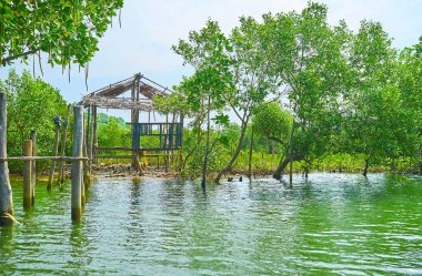 Kangy Nehri, Chaung bu bölge, Myanmar üzerinde mangrovlar arasında harap ahşap kulübe iskelet.