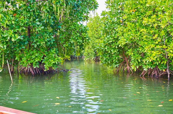 Kırmızı mangrov seyahatini bu bitkiler, onların ilginç viviparous tohumu ve yemyeşil ağaç taç, Kangy Nehri, Chaung Tha, Myanmar prop köklerinin benzersiz sistem izlemek için güzel bir fırsattır.
