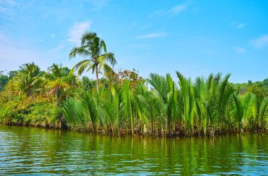 Chaung Myanmar Kangy Nehri'nin kıyısında gelgit mangrov ormanlarının benzersiz doğayı keşfetmek için Tha kano gezisi.