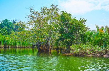 Kangy Nehri, Bengal Körfezi kıyı alanı, Chaung Tha eğlence bölgesi, Myanmar büyüyen vahşi mangrov ormanları zevk.