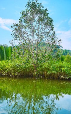 Kangy Nehri, Chaung bu bölge, Myanmar üzerinde bodur mangrov çalılar arasında uzun ağaç.