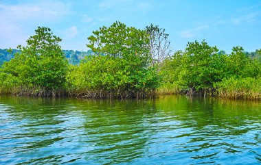 Kangy Nehri, Chaung bu bölge, Myanmar üzerinde uzun boylu mangrov çalılar arasında genç bitkiler çalılık.