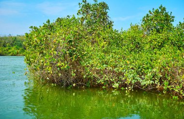 Kayık gezisi mangrov çalılar Kangy Nehri üzerinde yerel ormanlar övünme birçok mangrov türler, Chaung Tha eğlence bölgesi, Myanmar.