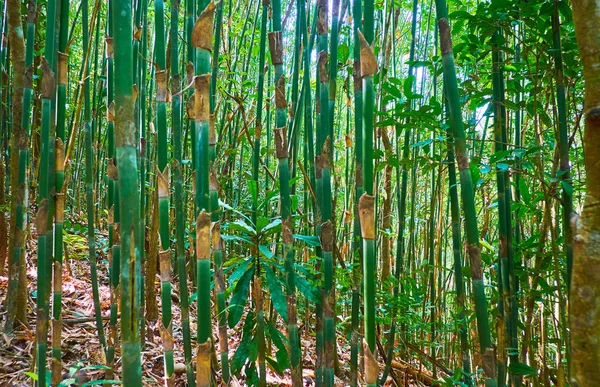 Caminhe Floresta Tropical Sombria Entre Densas Moitas Bambu Zona Recreativa — Fotografia de Stock