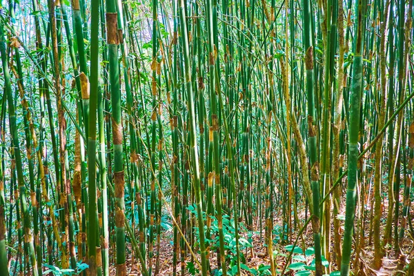 Explore Floresta Tropical Caminhando Densas Moitas Bambu Com Talos Verdes — Fotografia de Stock