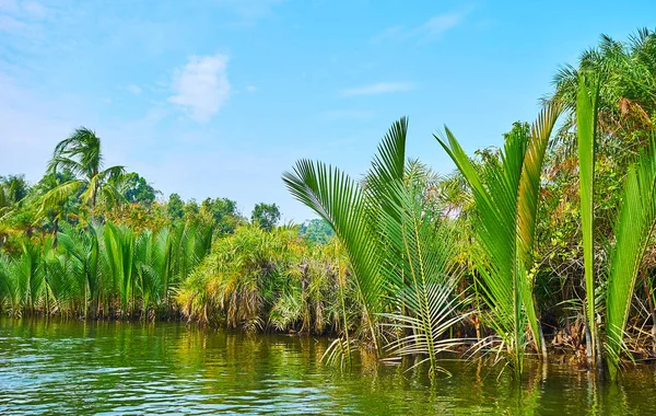 Descubra Los Bosques Manglares Río Kangy Recorrido Kayak Que Ofrece —  Fotos de Stock