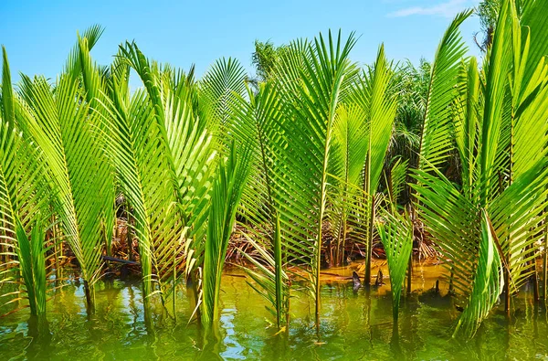 Las Jugosas Plantas Jóvenes Verdes Palma Nipa Que Crecen Aguas —  Fotos de Stock