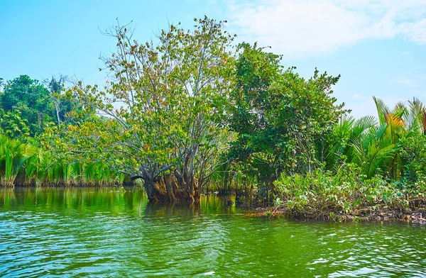 Profitez Des Forêts Mangroves Sauvages Sur Rivière Kangy Poussant Dans — Photo