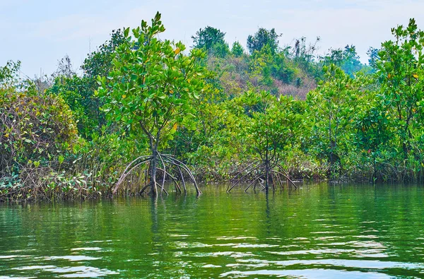 The mangrows show their strong prop roots system on low tide on Bengal Bay, when the water level of Kangy river drops, Chaung Tha zone, Myanmar.