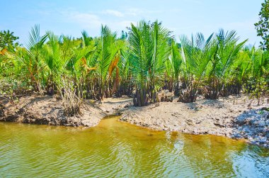 Kangy Nehri Chaung Tha eğlence bölgesinde, Myanmar üzerinde büyüyen mangroves, deniz alüvyon topraklar keşfetmek.
